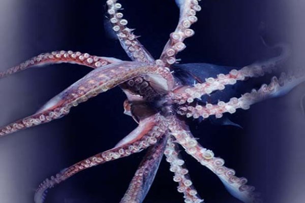 Ссылка кракен kraken014 com